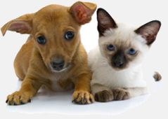 Pets:left